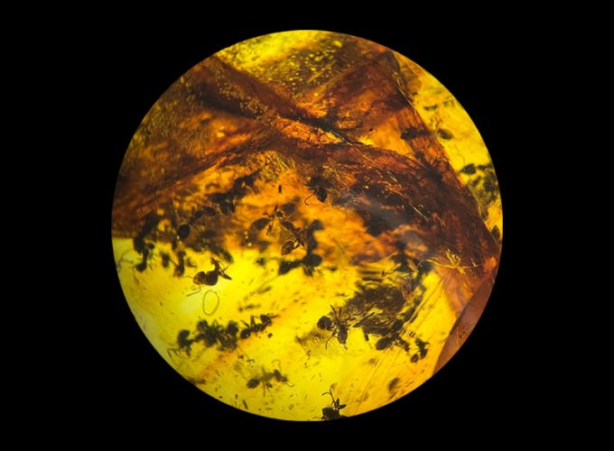 Prehistoric ants encapsulated in amber from the Dominican Republic