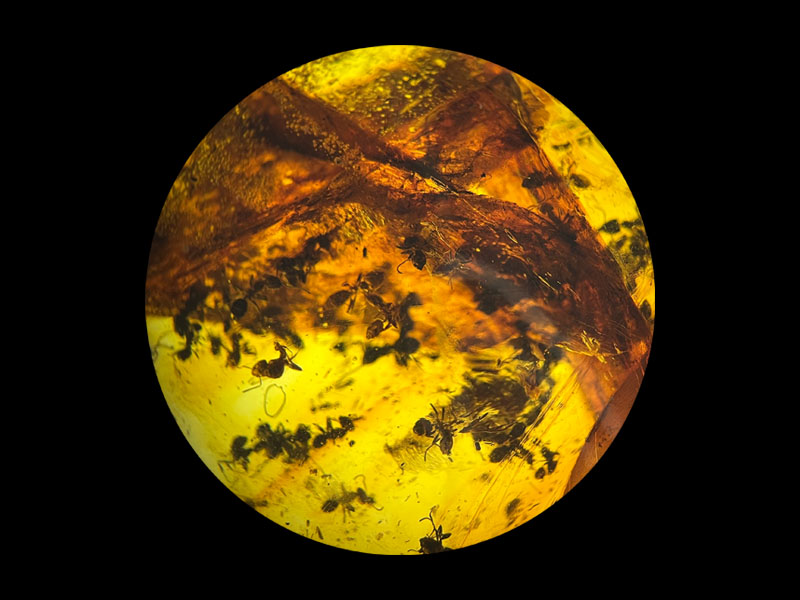 Prehistoric ants encapsulated in amber from the Dominican Republic