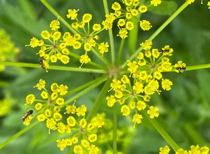 Ants foraging on poison parsnip flowers