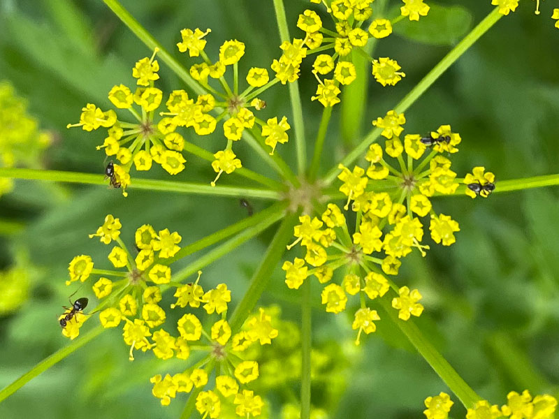 Ants foraging on poison parsnip flowers