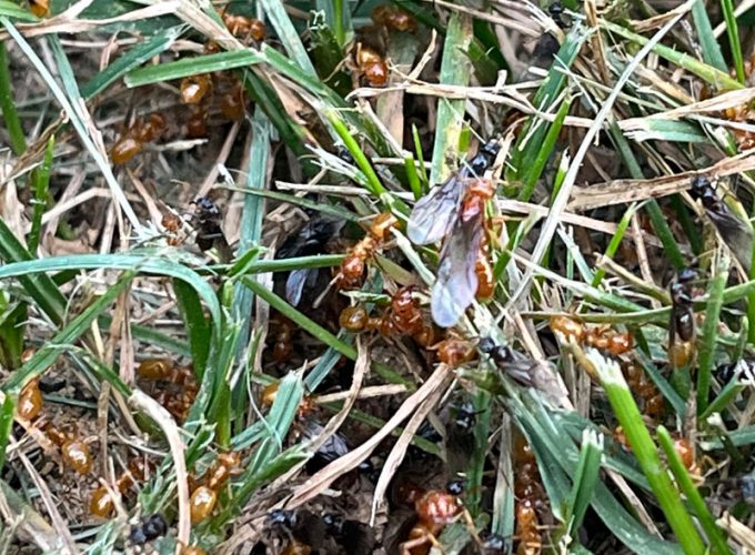 Citronella ant alates about to fly