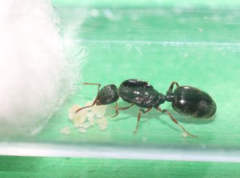 Tetramorium immigrans queen ant with eggs and larvae