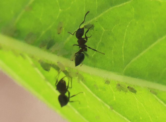 Crematogaster ants tending aphids July 21, 2022 in New Jersey