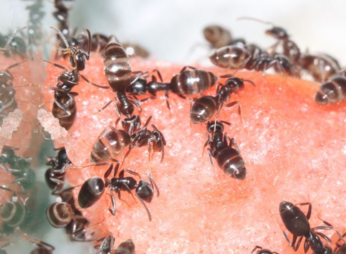 Tapinoma sessile ants eating watermelon