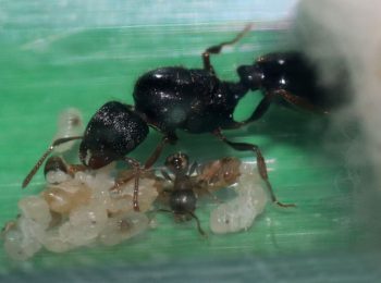 Tetramorium immigrans queen with her first nanitic and brood