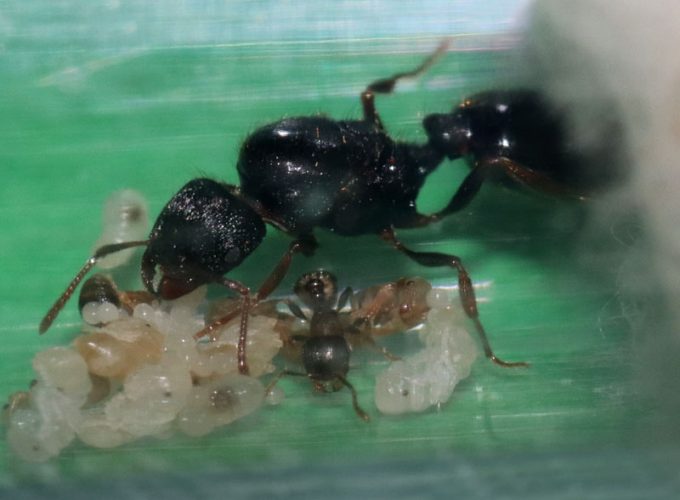 Tetramorium immigrans queen with her first nanitic and brood