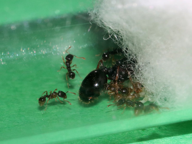 Tetramorium immigrans colony in a test tube
