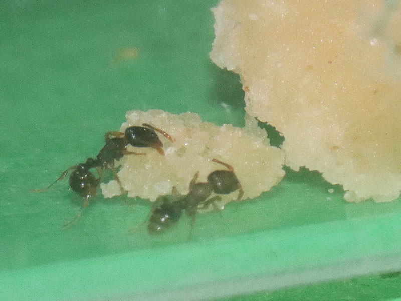Tetramorium immigrans nanitics eating shortbread