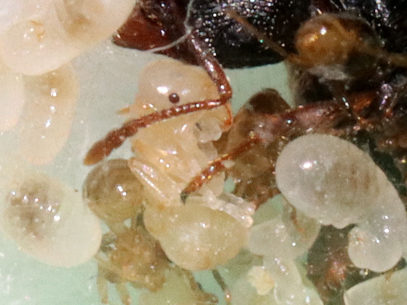 Tetramorium immigrans pupa