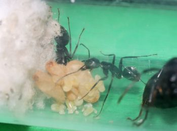Camponotus ant nanitics