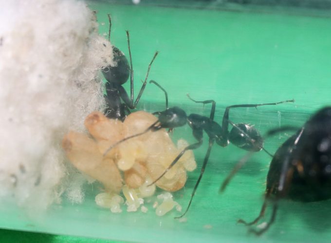 Camponotus ant nanitics