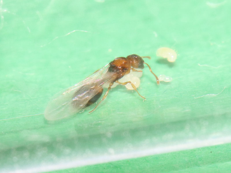Temnothorax curvispinosus queen ant with brood