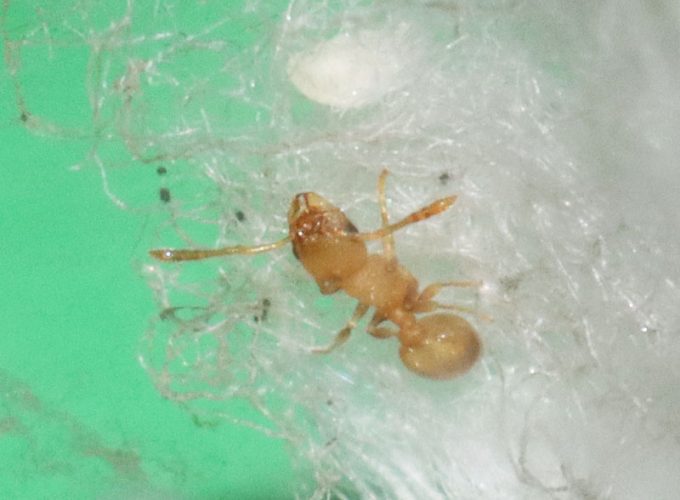Temnothorax curvispinosus nanitic ant