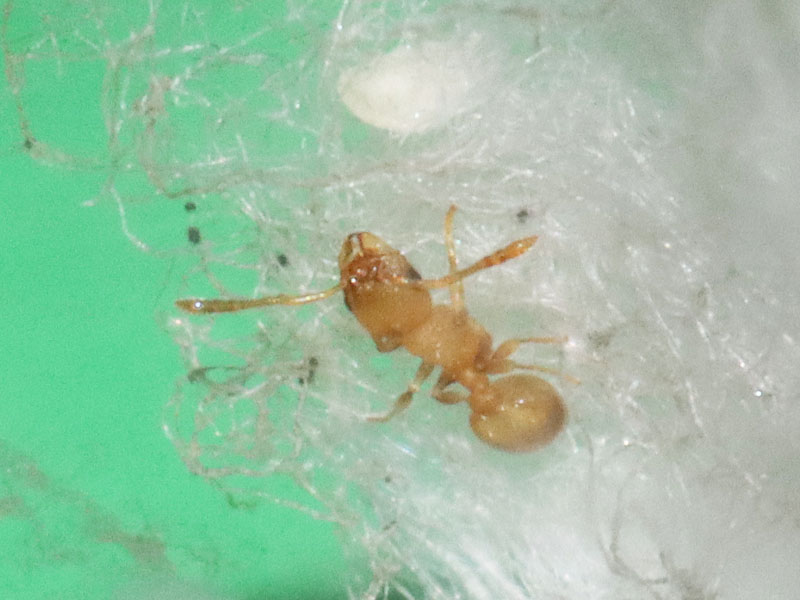 Temnothorax curvispinosus nanitic ant