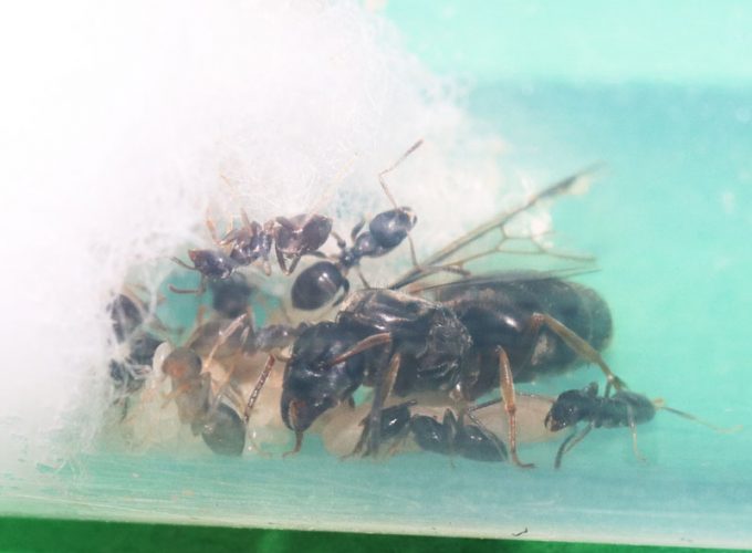 Lasius ant colony