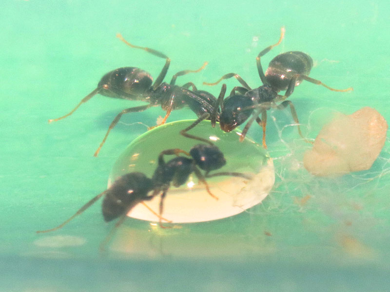 Lasius nanitics feeding on honey