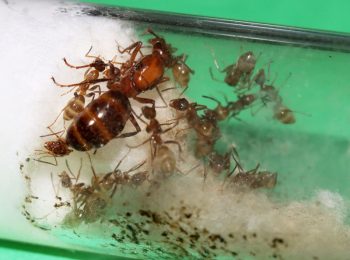 Formica queen ant with nanitics