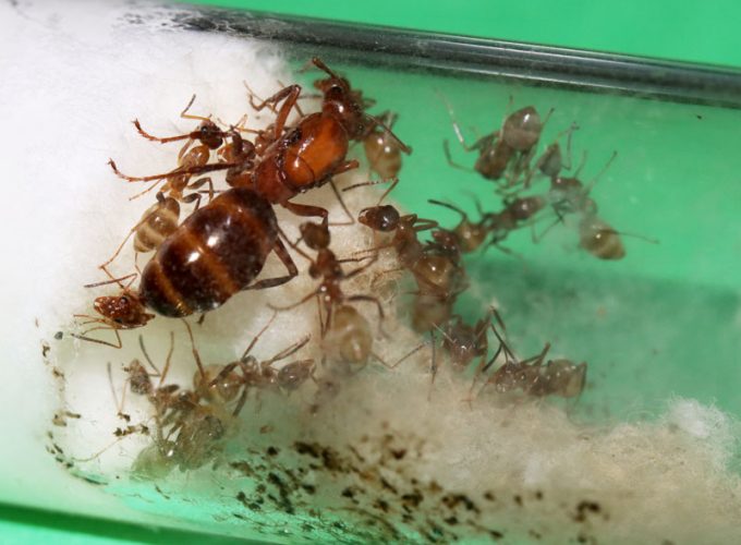 Formica queen ant with nanitics