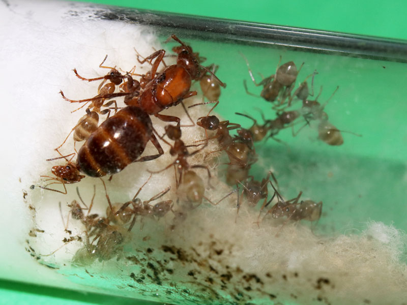 Formica queen ant with nanitics