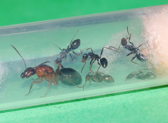 A Formica queen ant with nanitics