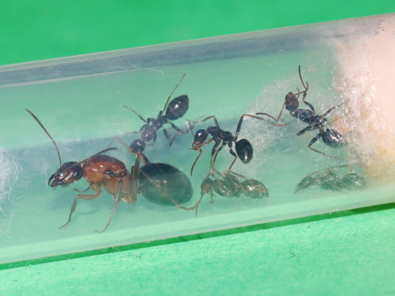 A Formica queen ant with nanitics