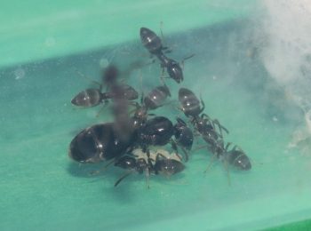 Tapinoma sessile colony with nanitics