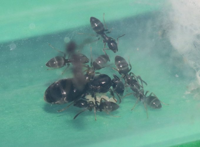Tapinoma sessile colony with nanitics