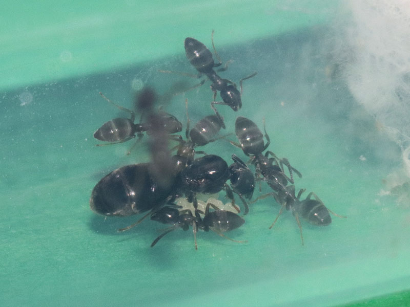 Tapinoma sessille colony with nanitics