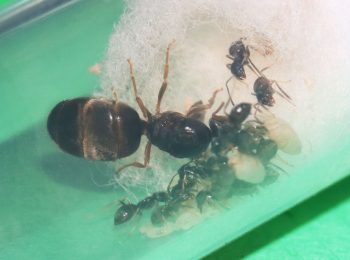 Lasius neoniger queen ant with nanitics, larvae and cocoons