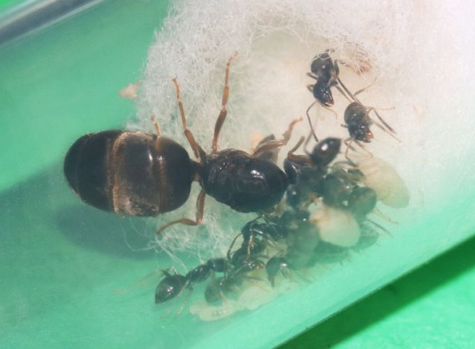 Lasius neoniger queen ant with nanitics, larvae and cocoons
