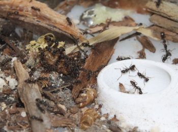 Tapinoma sessile ant colony eating mealworm