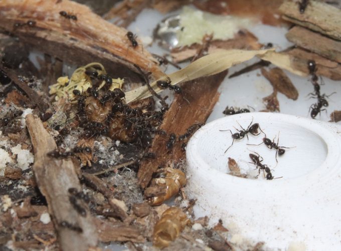 Tapinoma sessile ant colony eating mealworm