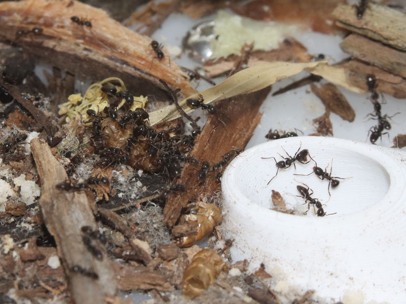 Tapinoma sessile ant colony eating mealworm