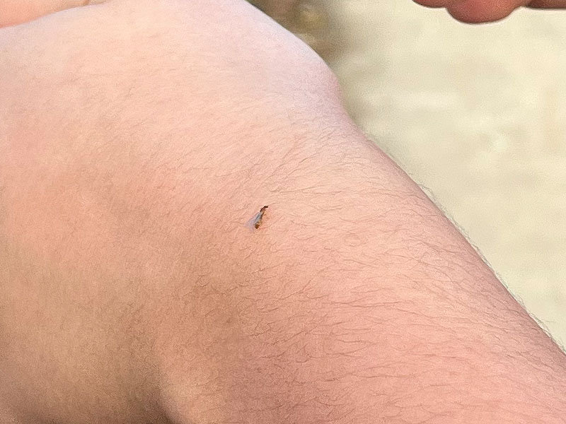 Brachymyrmex queen found on the road in New Jersey after flying on November 12, 2022