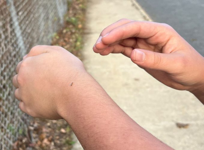 Brachymyrmex queen found on the road in New Jersey after flying on November 12, 2022