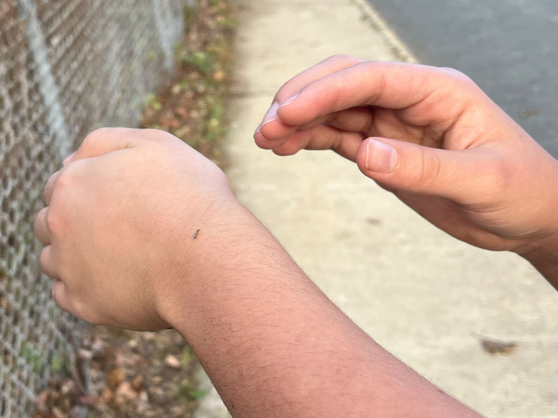 Brachymyrmex queen found on the road in New Jersey after flying on November 12, 2022