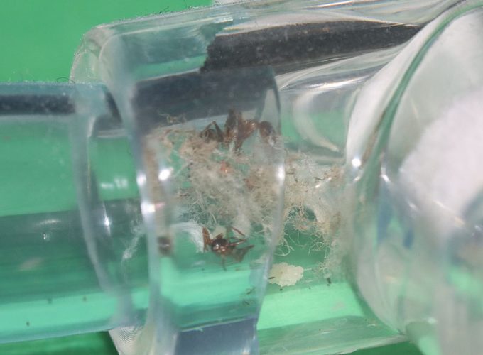 Two dead Formica ant workers that were over a year old when they died.