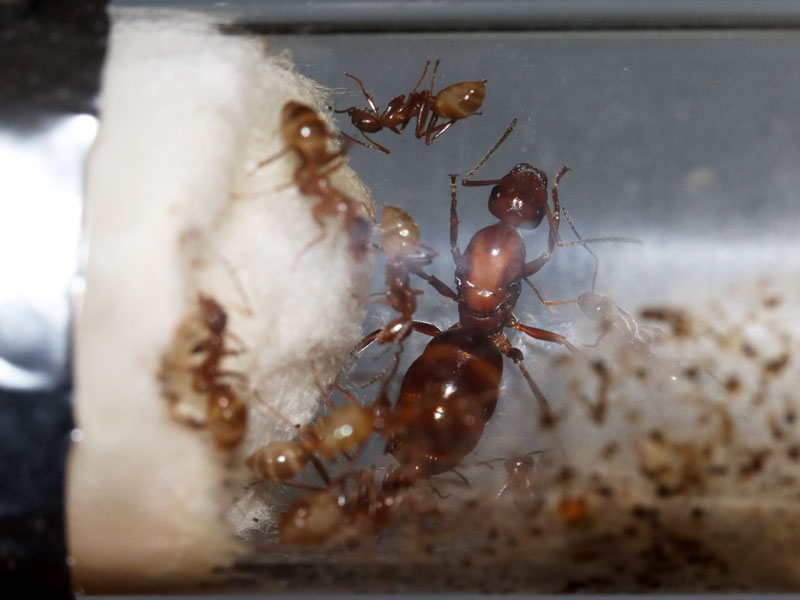 Formica queen ant with her colony of 14 nanitics.