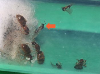 Brachymyrmex male alate still alive after over two months