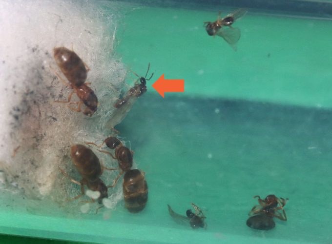 Brachymyrmex male alate still alive after over two months