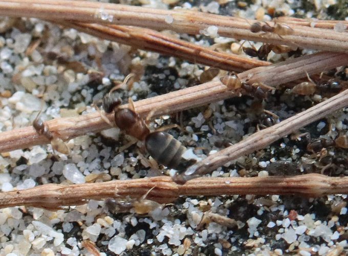 A ghost ant queen and some of her workers moving nest in Phuket, Thailand