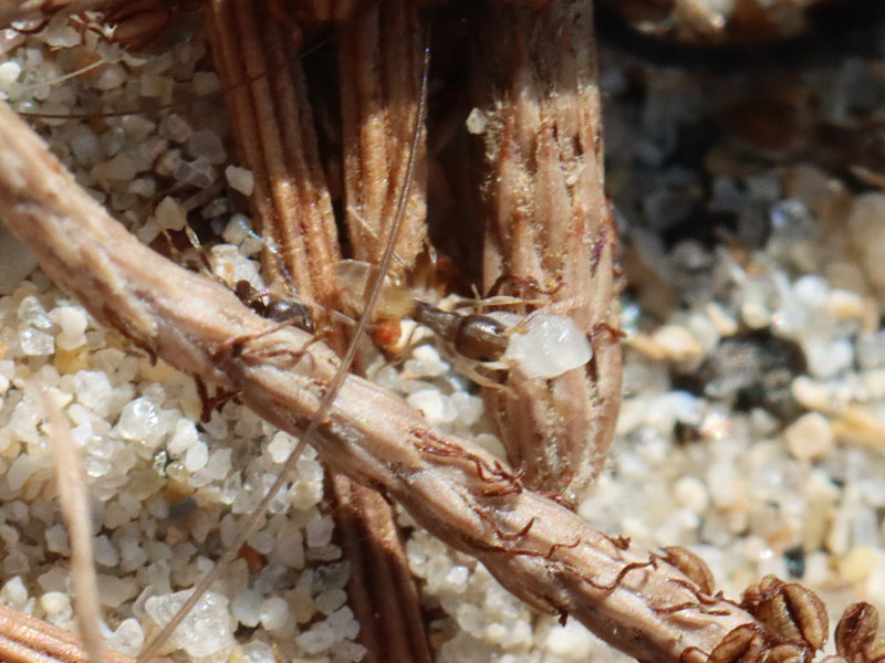 A ghost ant worker moving a lava from one next to another in Phuket, Thailand