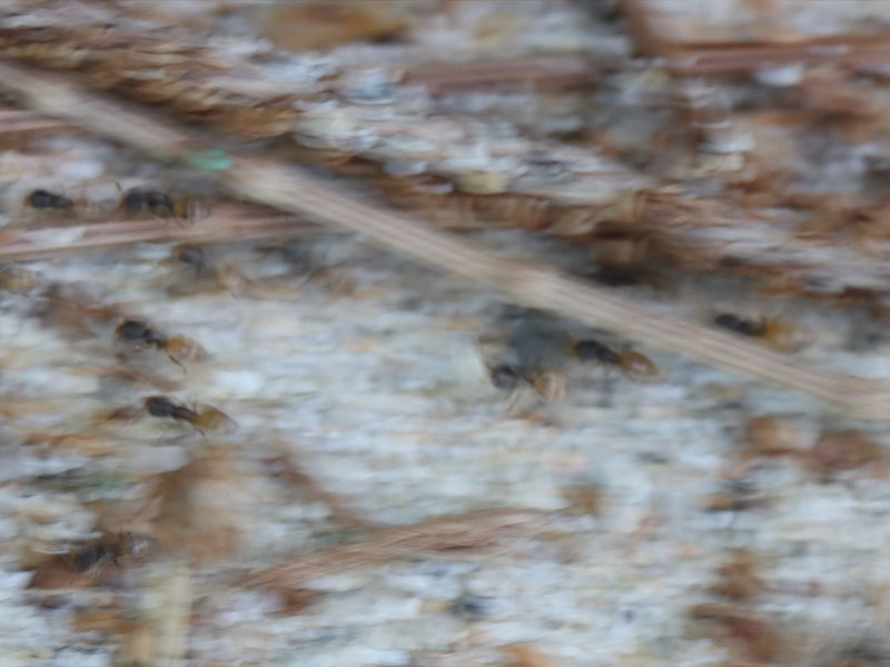 Ghost ant workers moving nest in Phuket, Thailand
