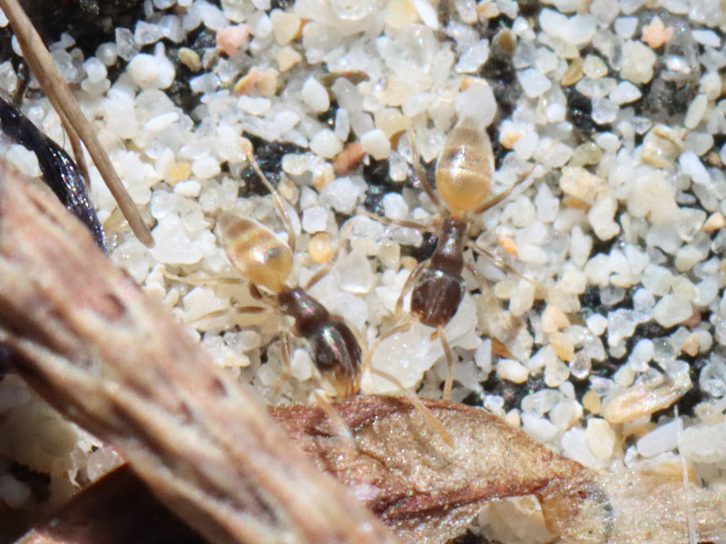 Two ghost ant workers in Phuket, Thailand