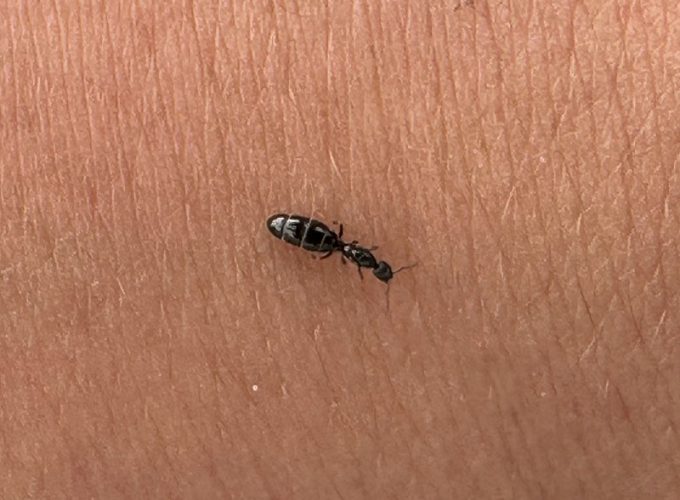 An Ochetellus glaber queen ant after her nuptual flight on January 1, 2023 in East Ballina, NSW, Australia