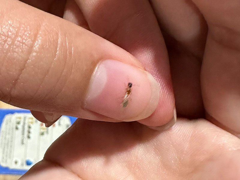 Colobopsis macrocephala queen ant in Lismore, Australia