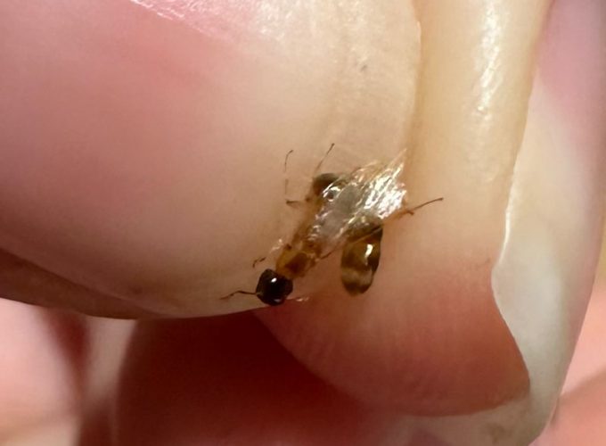 Colobopsis macrocephala queen ant in Lismore, Australia