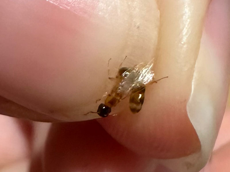 Colobopsis macrocephala queen ant in Lismore, Australia