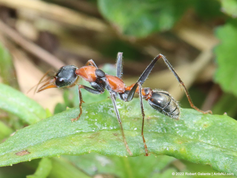 Myrmecia nigrocincta worker ant in Lismore, NSW, Australia on December 31, 2022.