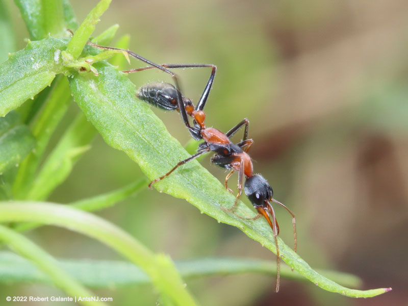 Myrmecia nigrocincta worker ant in Lismore, NSW, Australia on December 31, 2022.